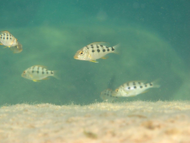 Fossorochromis rostratus